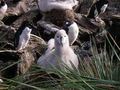 Albartoss and penguins nest together